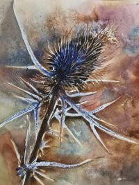 Distel